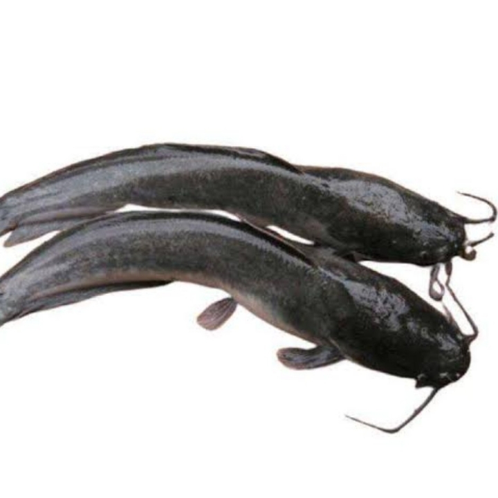 IKAN LELE
