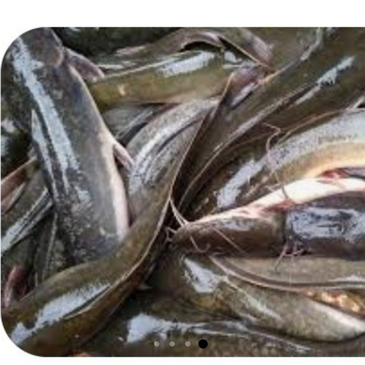 IKAN LELE
