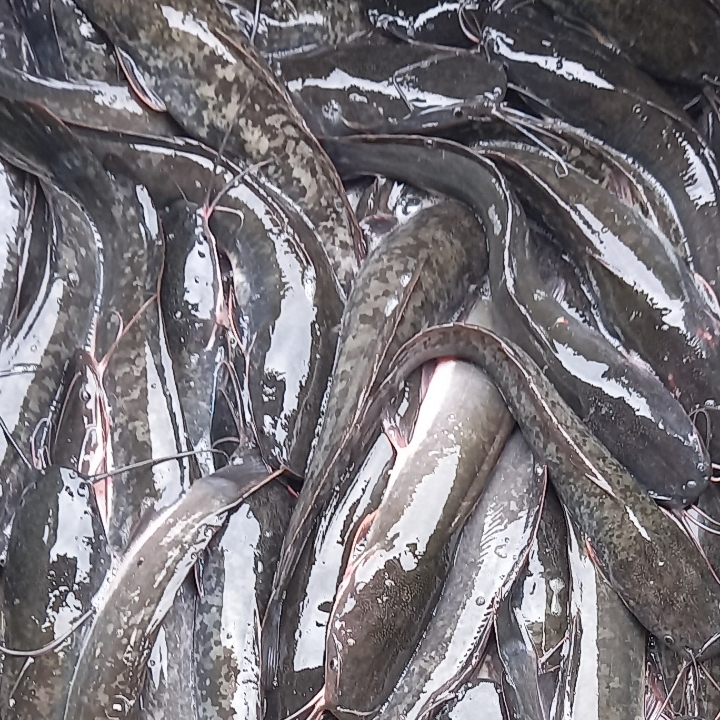 IKAN LELE