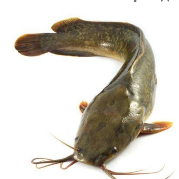 IKAN LELE 2