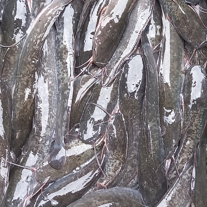 IKAN LELE 2