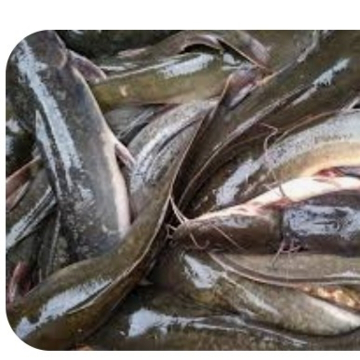 IKAN LELE 4
