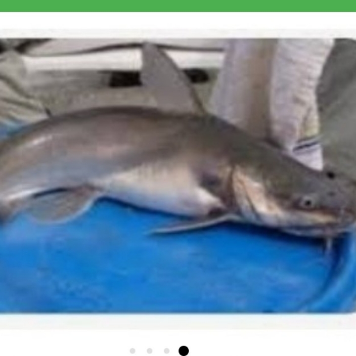 IKAN MANYUNG 