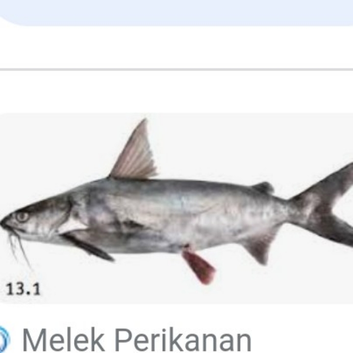 IKAN MANYUNG