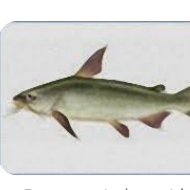 IKAN MANYUNG 2