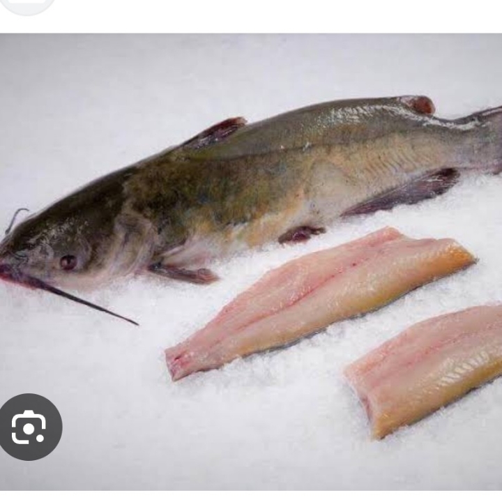 IKAN MANYUNG 3
