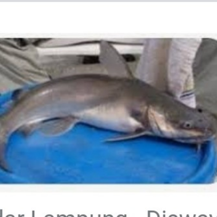 IKAN MANYUNG 4