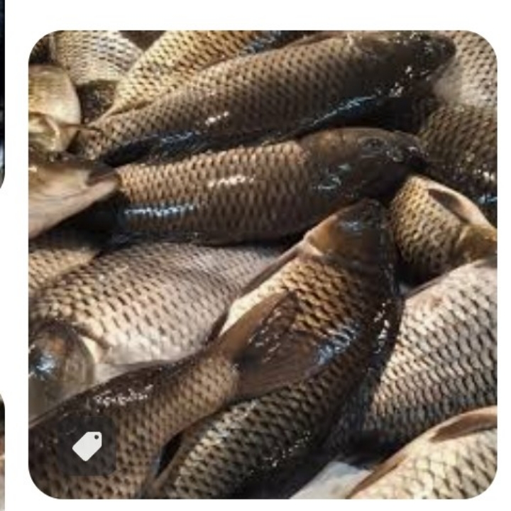 IKAN MAS