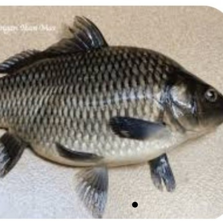 IKAN MAS