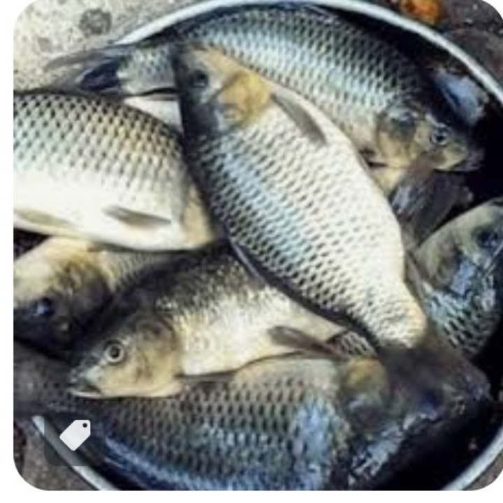 IKAN MAS 2