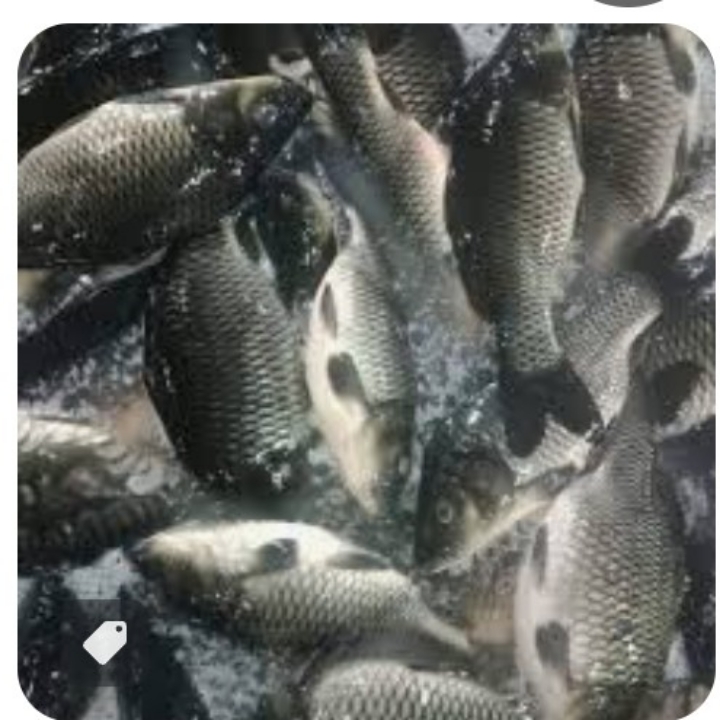 IKAN MAS 3
