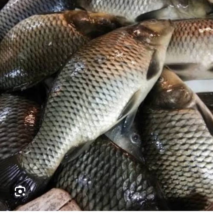IKAN MAS 4
