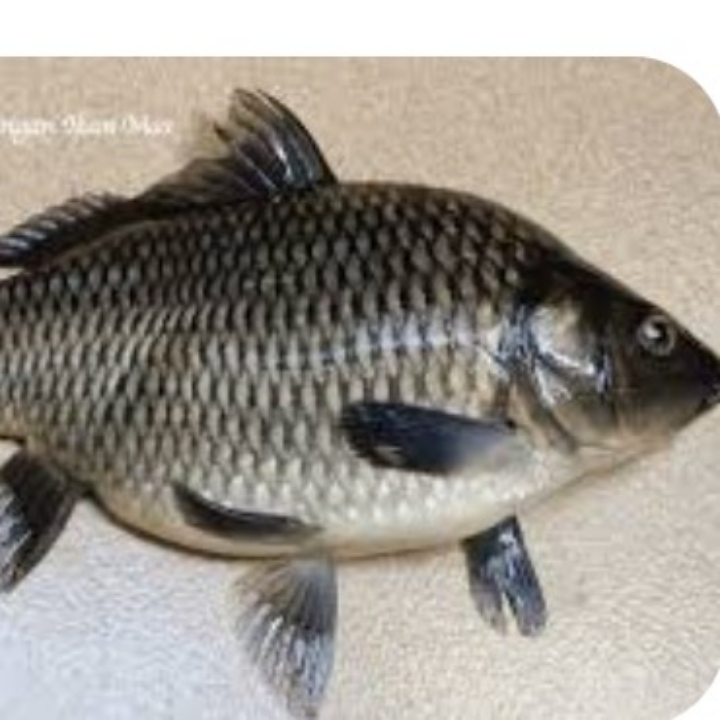 IKAN MAS 5
