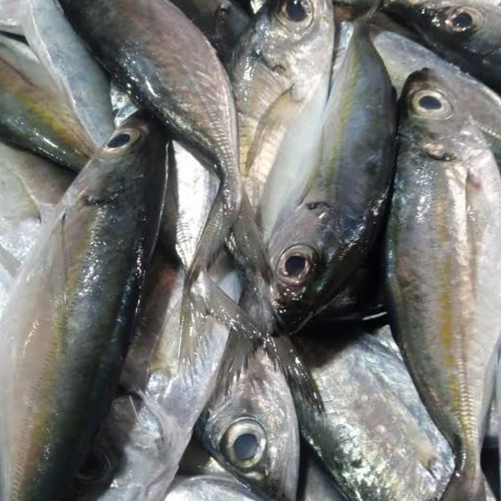 IKAN MATA BESAR 