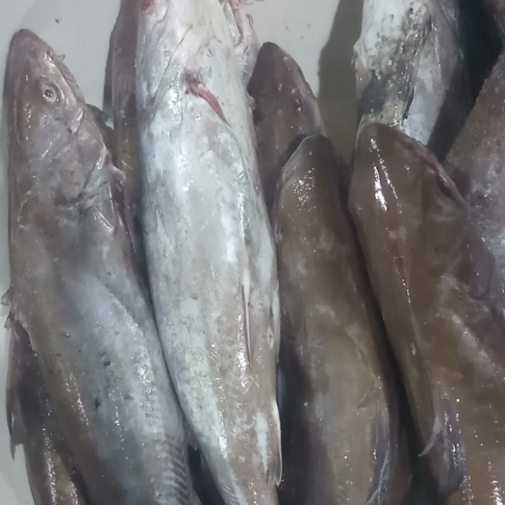IKAN MAYONG 