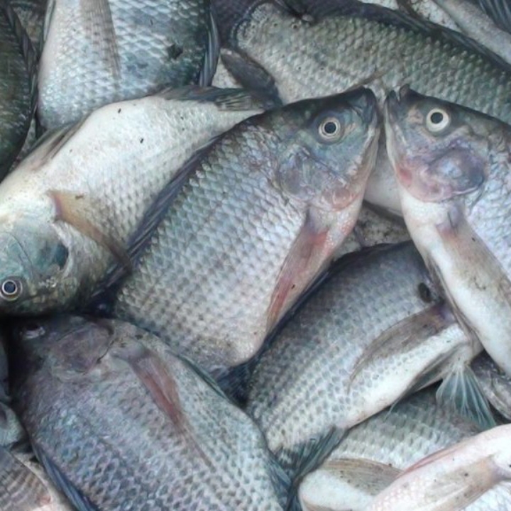 IKAN NILA 