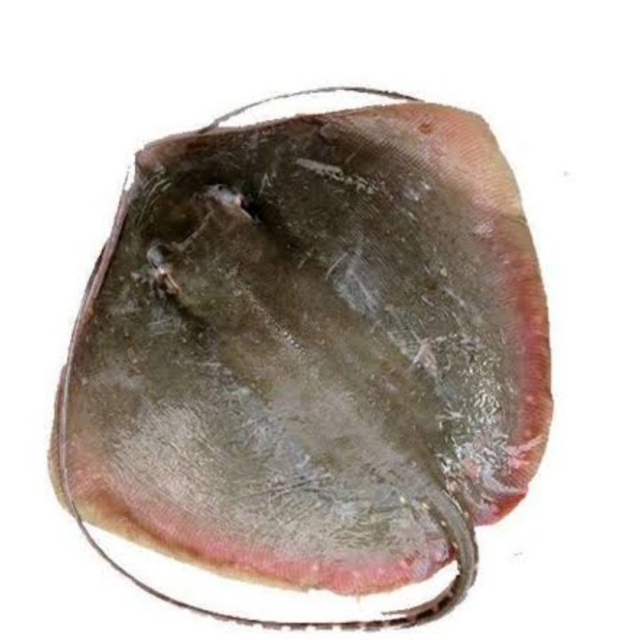 IKAN PARI LALU 2