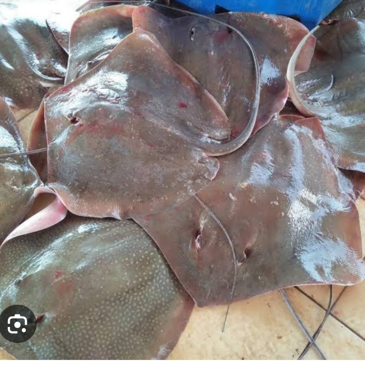IKAN PARI LALU 3