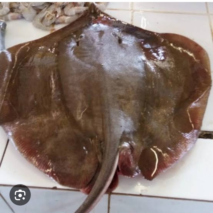 IKAN PARI LALU 4