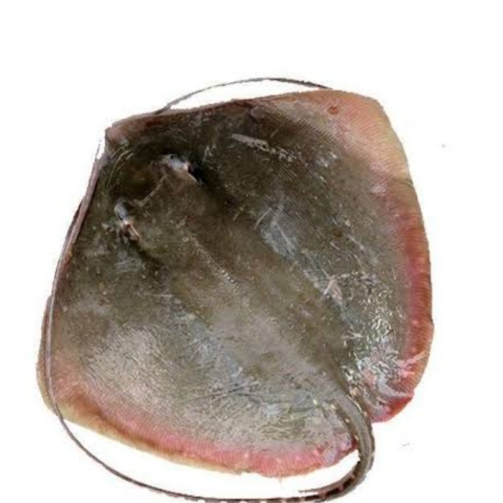 IKAN PARI LALU 5