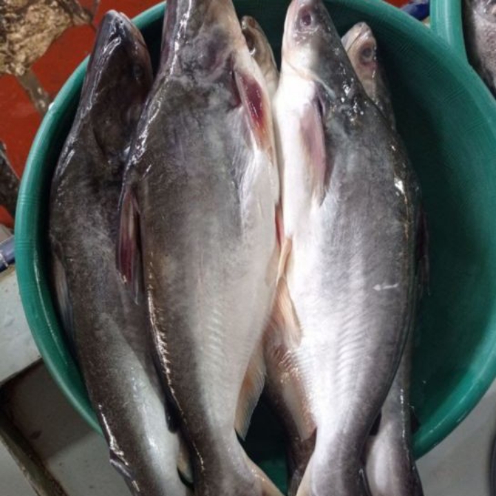 IKAN PATIN 