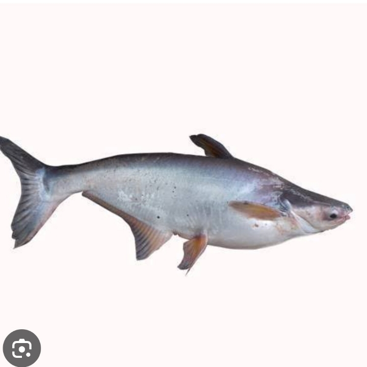 IKAN PATIN