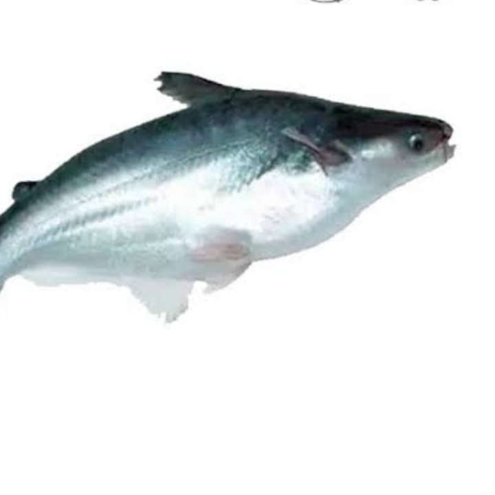 IKAN PATIN 2