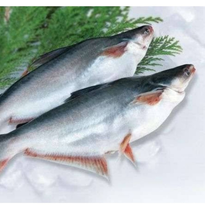 IKAN PATIN 3