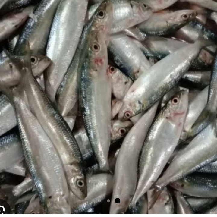 IKAN SARDEN 