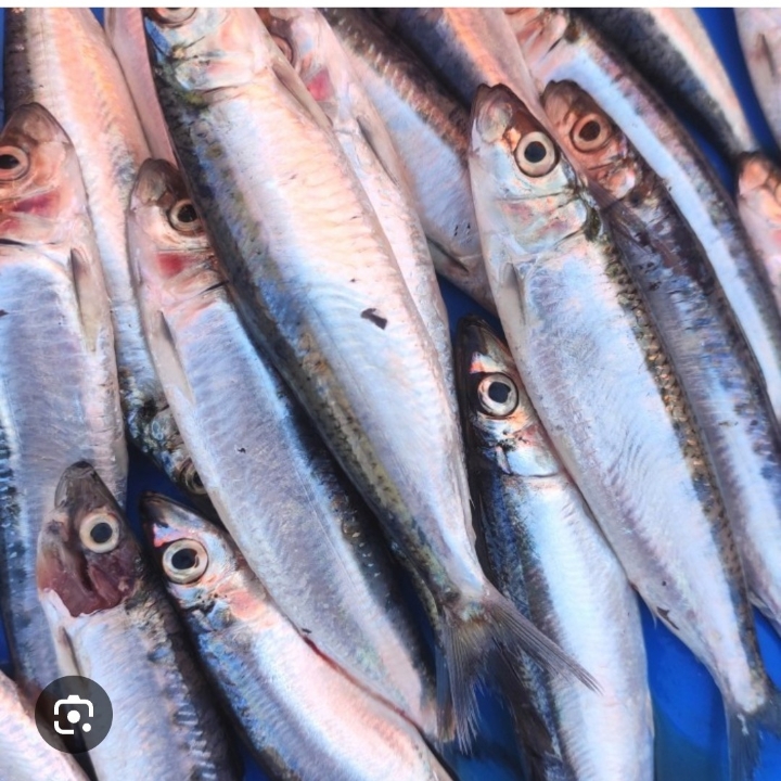 IKAN SARDEN