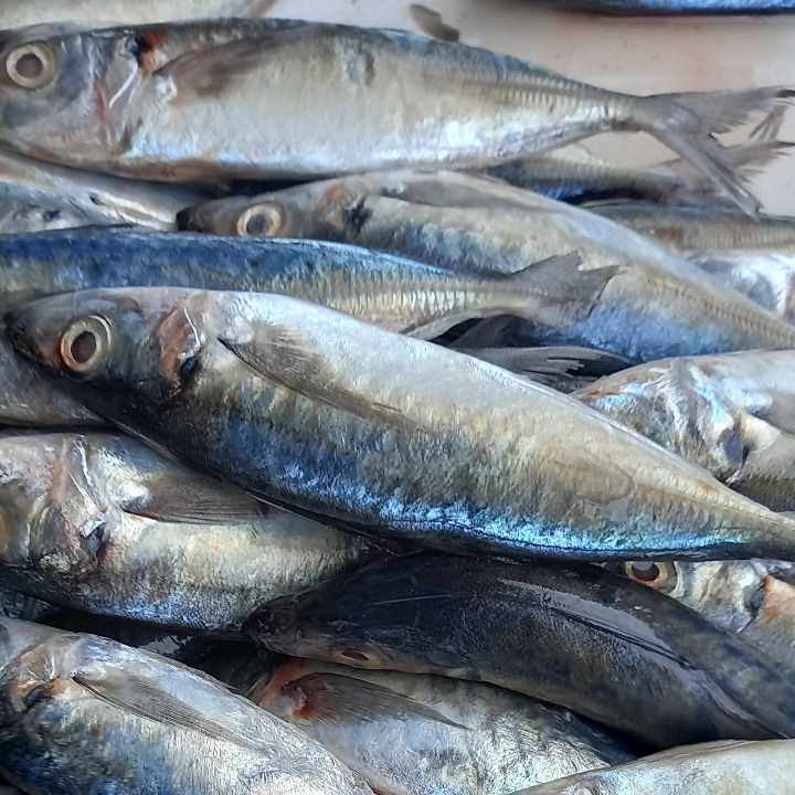 IKAN SARDEN