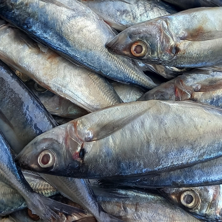 IKAN SARDEN 2