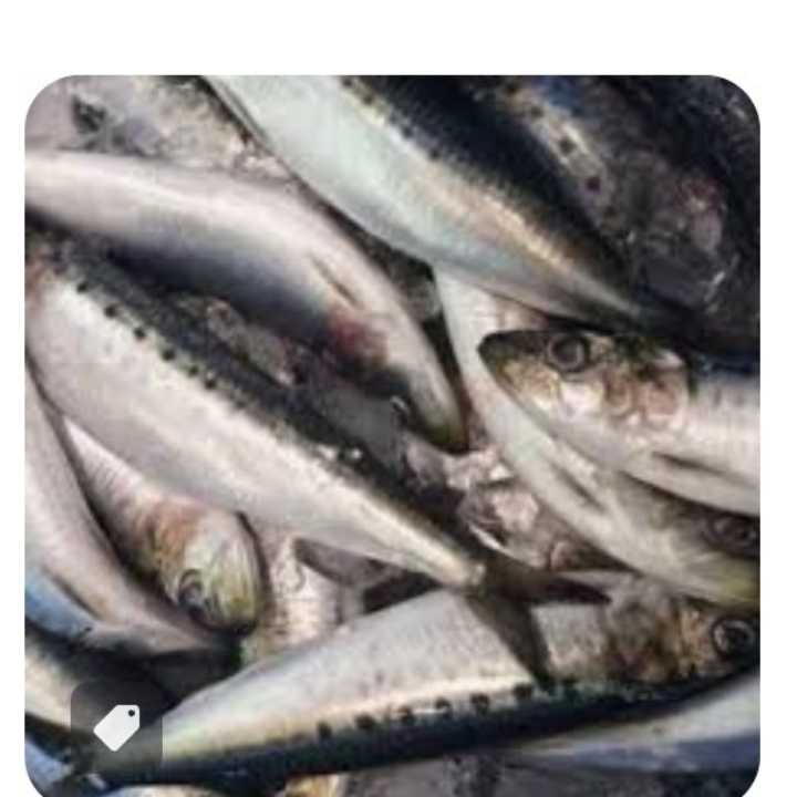 IKAN SARDEN 2