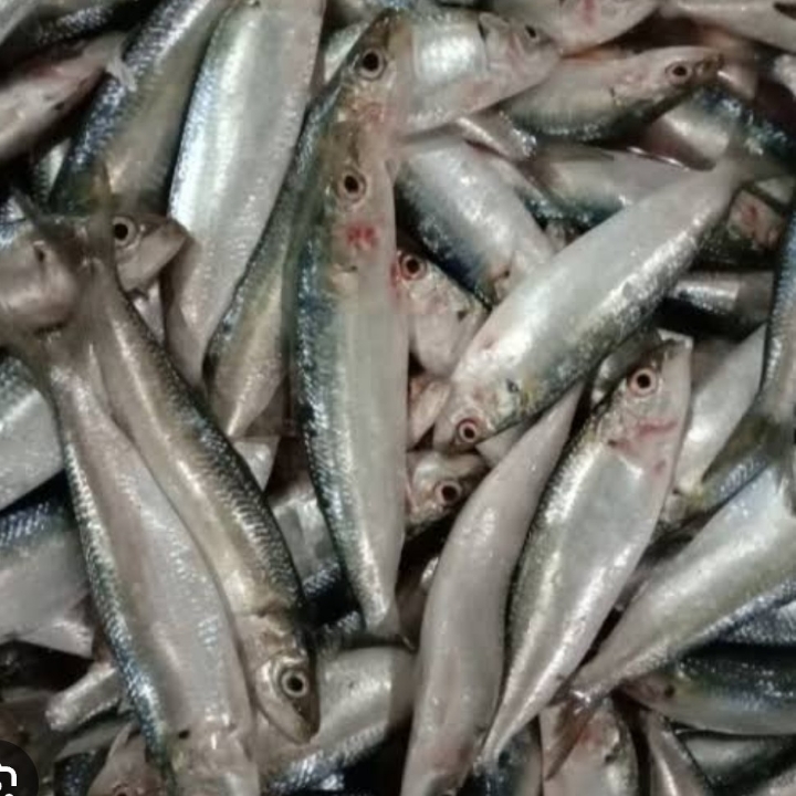 IKAN SARDEN 3