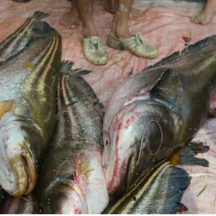 IKAN TAPAH