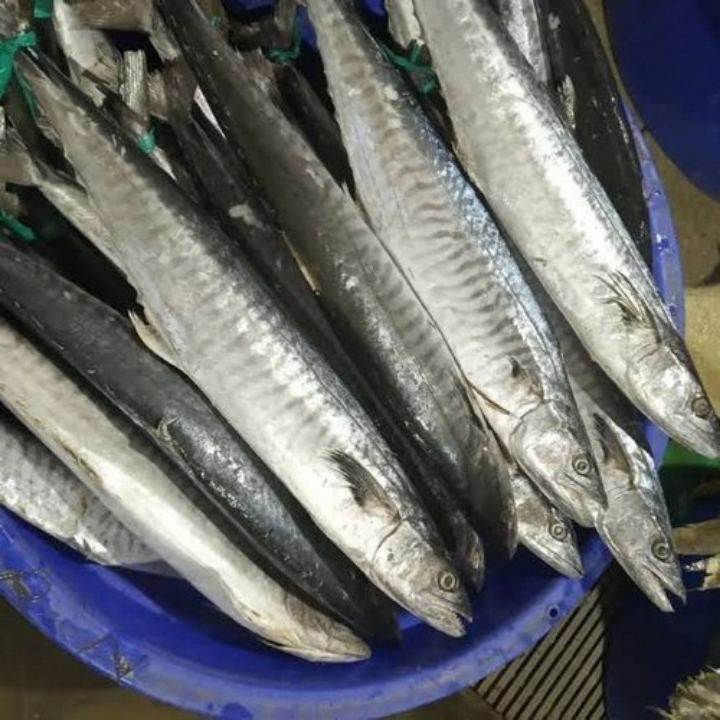 IKAN TENGGIRI 