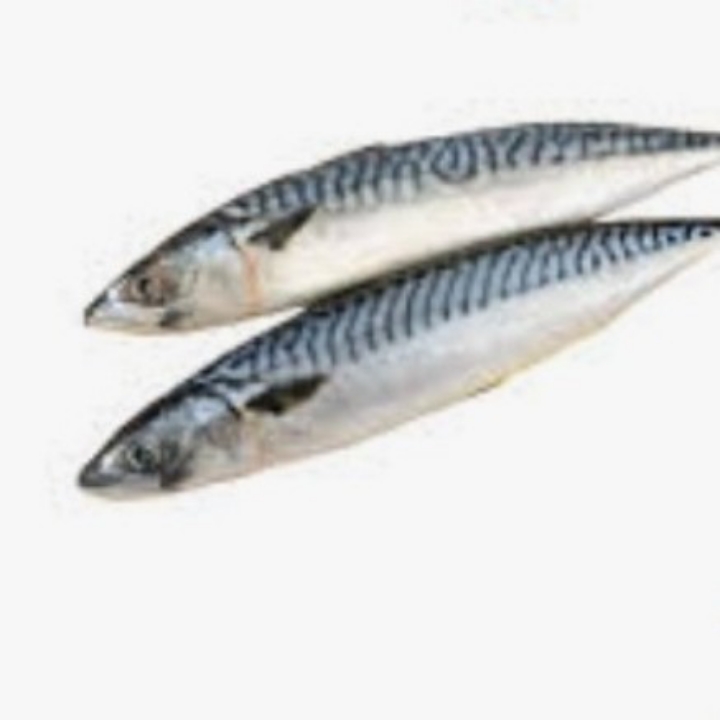 IKAN TENGGIRI
