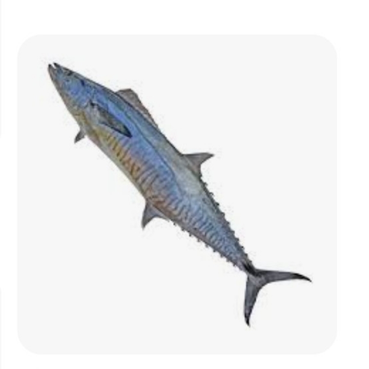 IKAN TENGGIRI 3