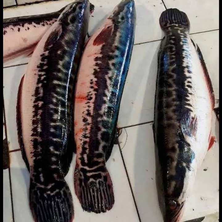 IKAN TOMAN 