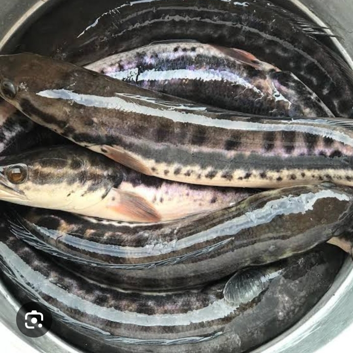 IKAN TOMAN HIDUP