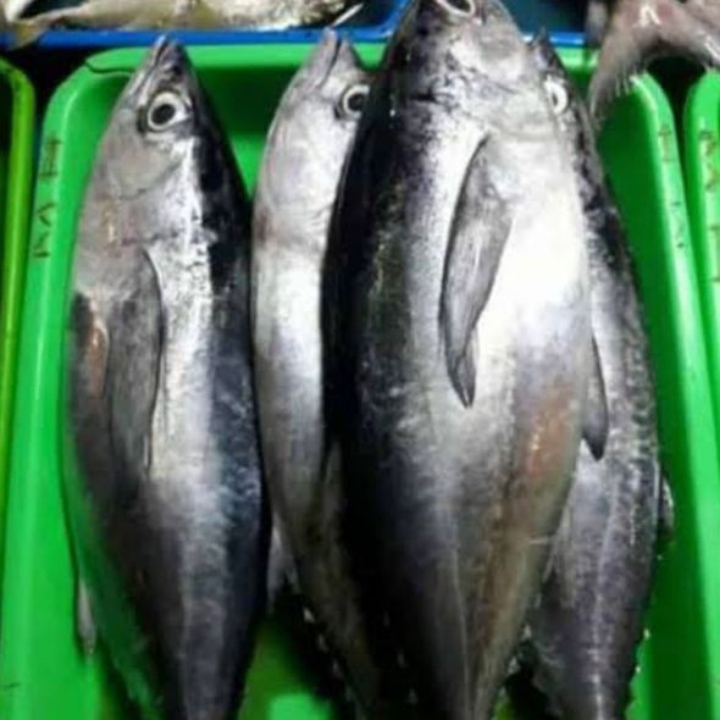 IKAN TONGKOL HITAM 