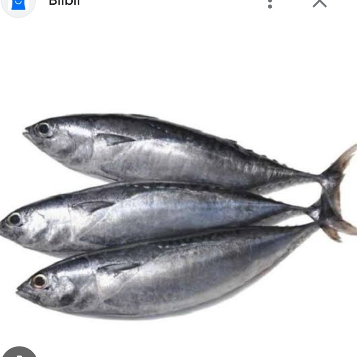 IKAN TONGKOL HITAM