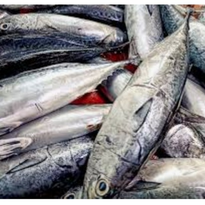 IKAN TONGKOL HITAM 3