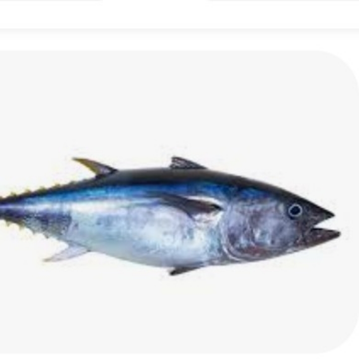 IKAN TONGKOL HITAM 4