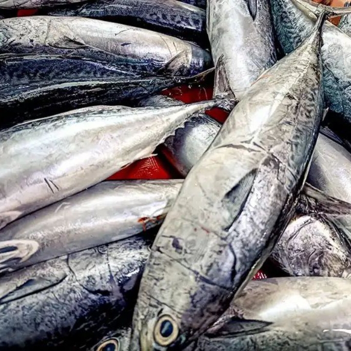 IKAN TONGKOL PUTIH 