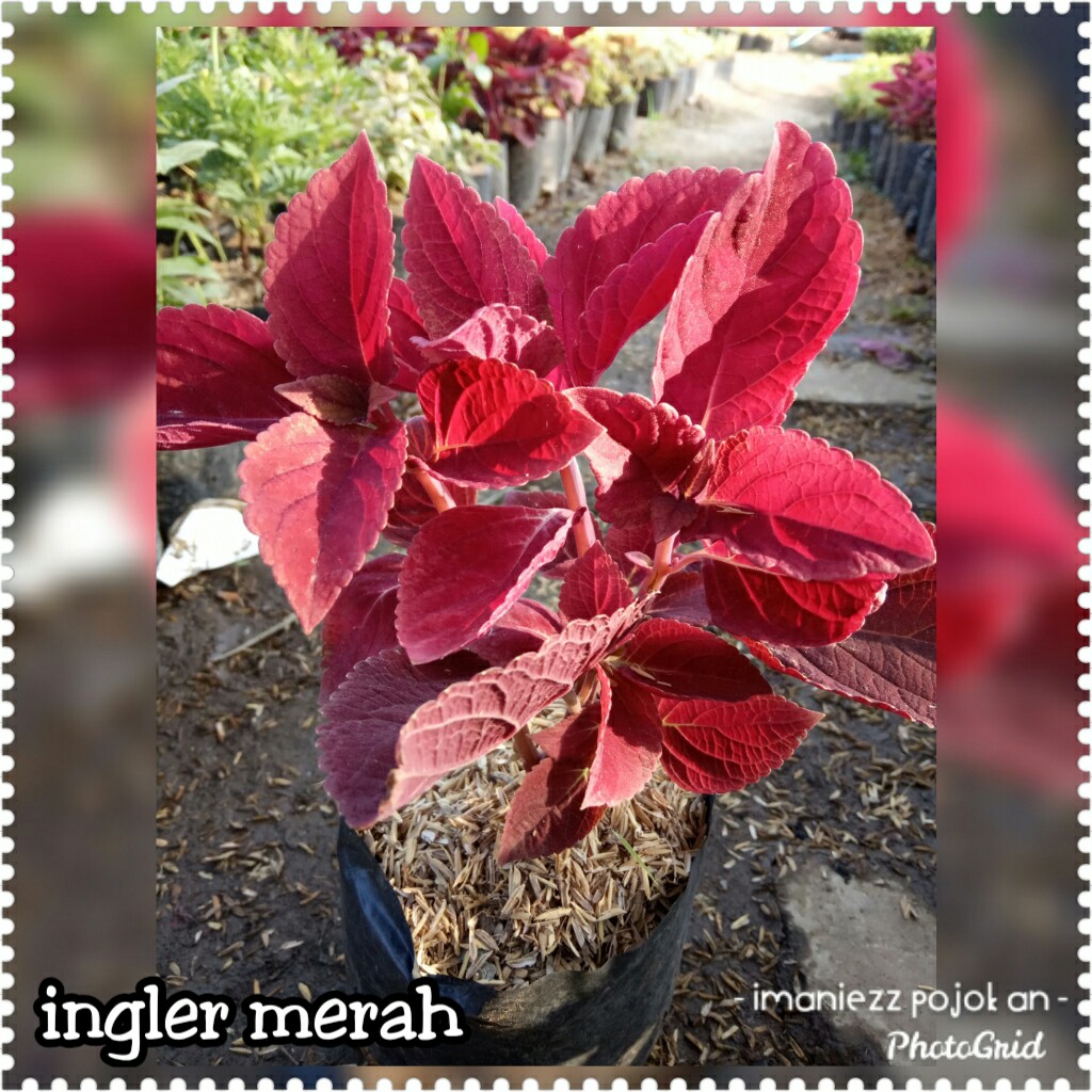 INGLER MERAH