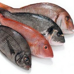 Ikan  Nila