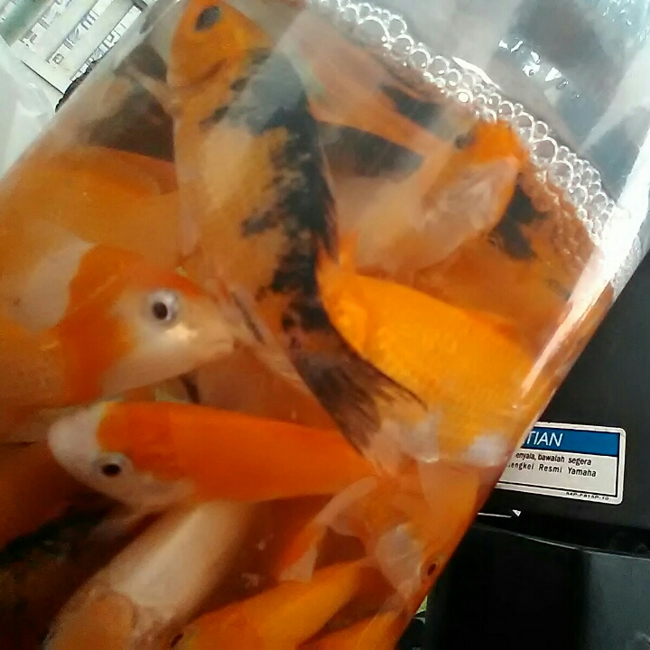 Ikan