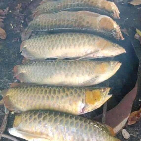 Ikan
