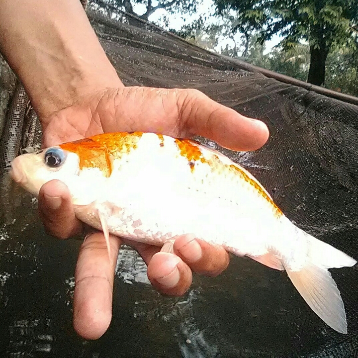 Ikan 2